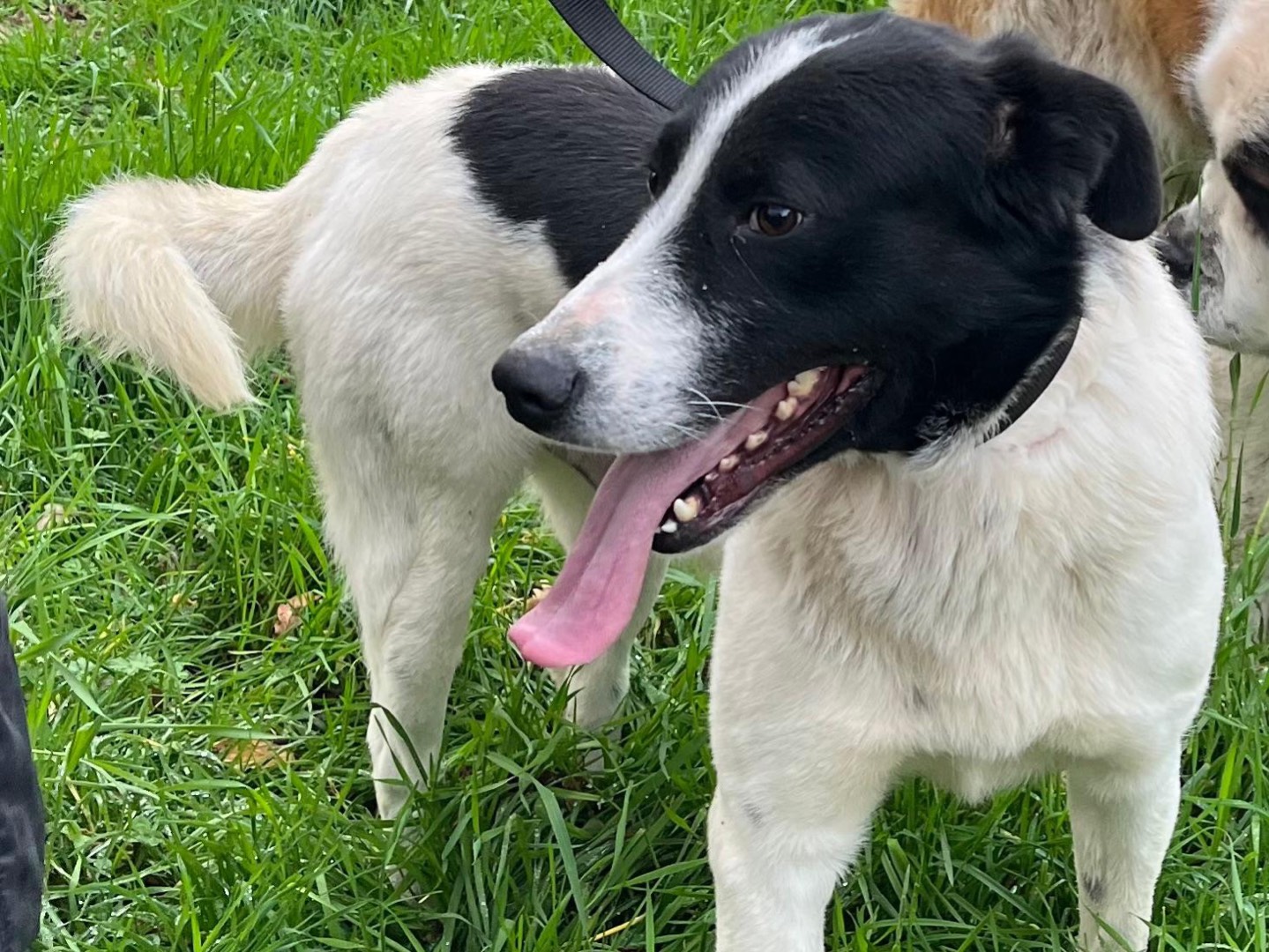 Vuoi adottare un cane a Latina?