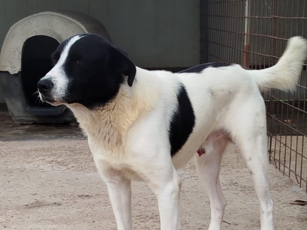 Adotta il cane PACO a Latina