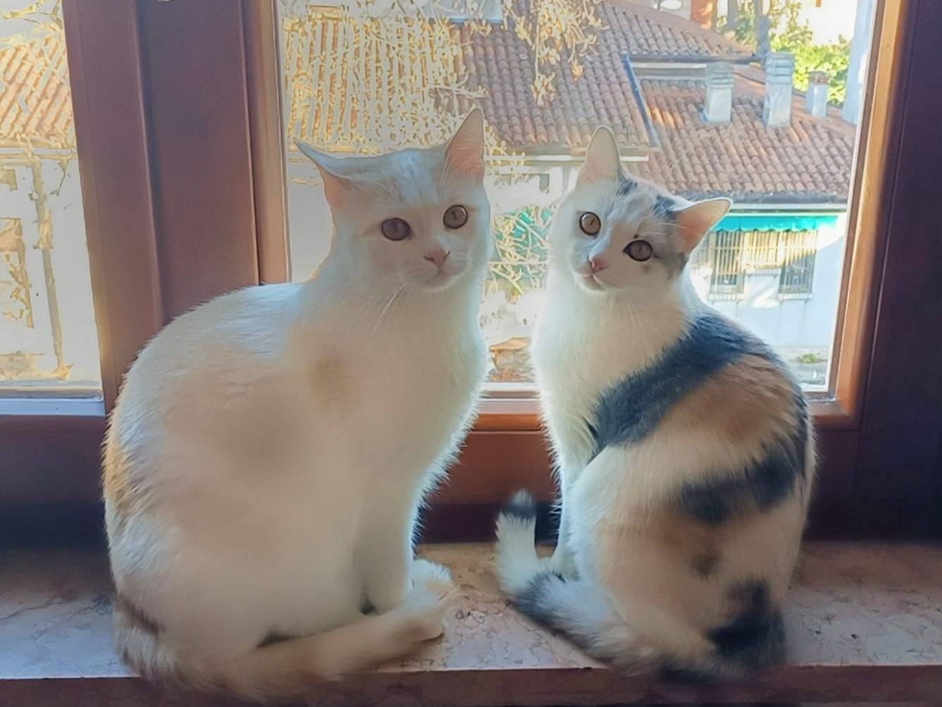 Foto dell'animale