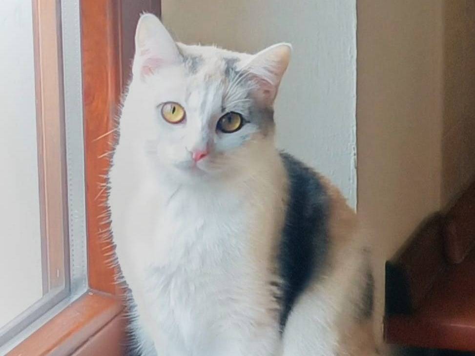 Adotta un gatto, femmina, 11 mesi, Verona