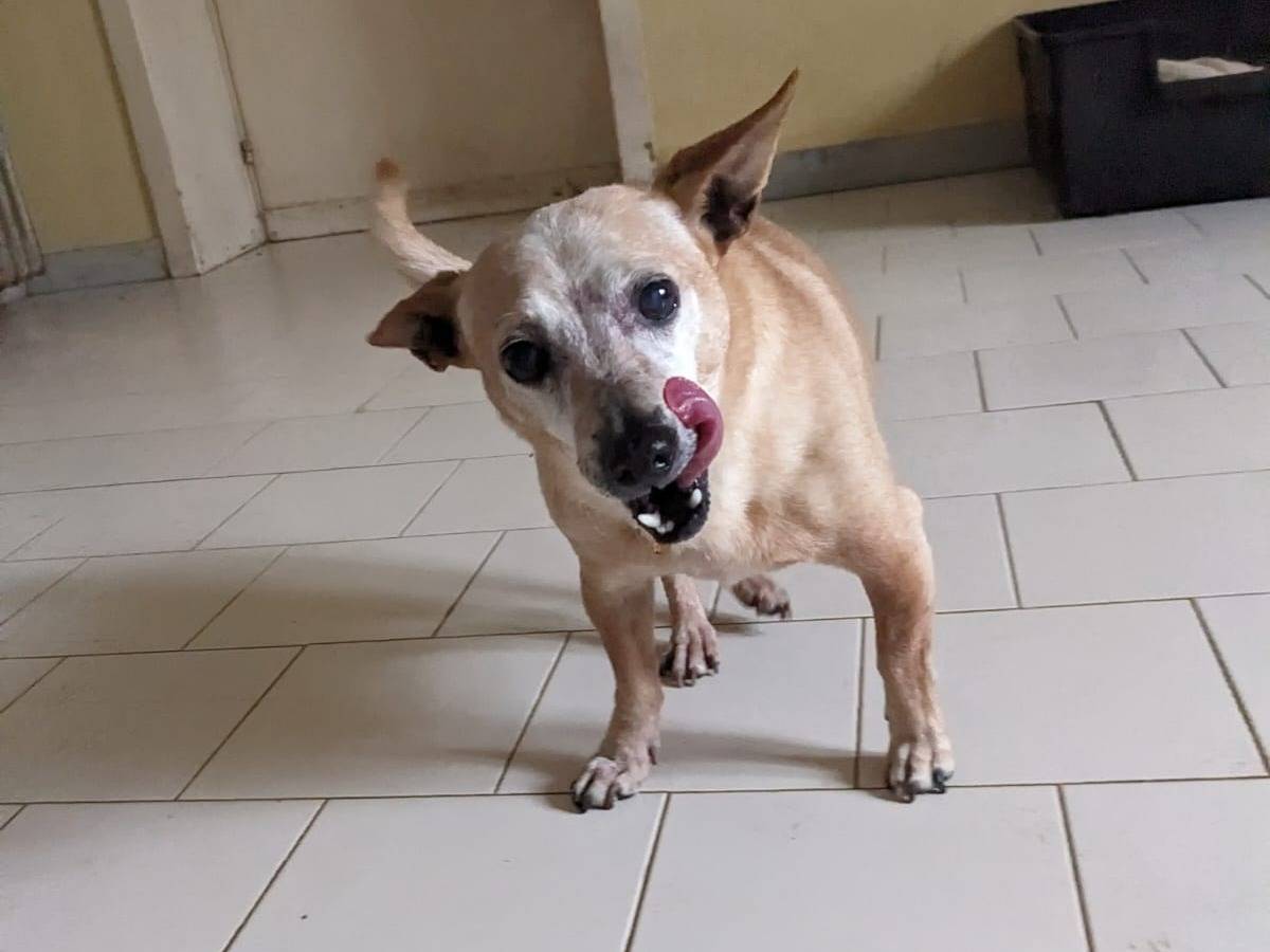 Adotta un cane, taglia piccola, maschio, Caserta