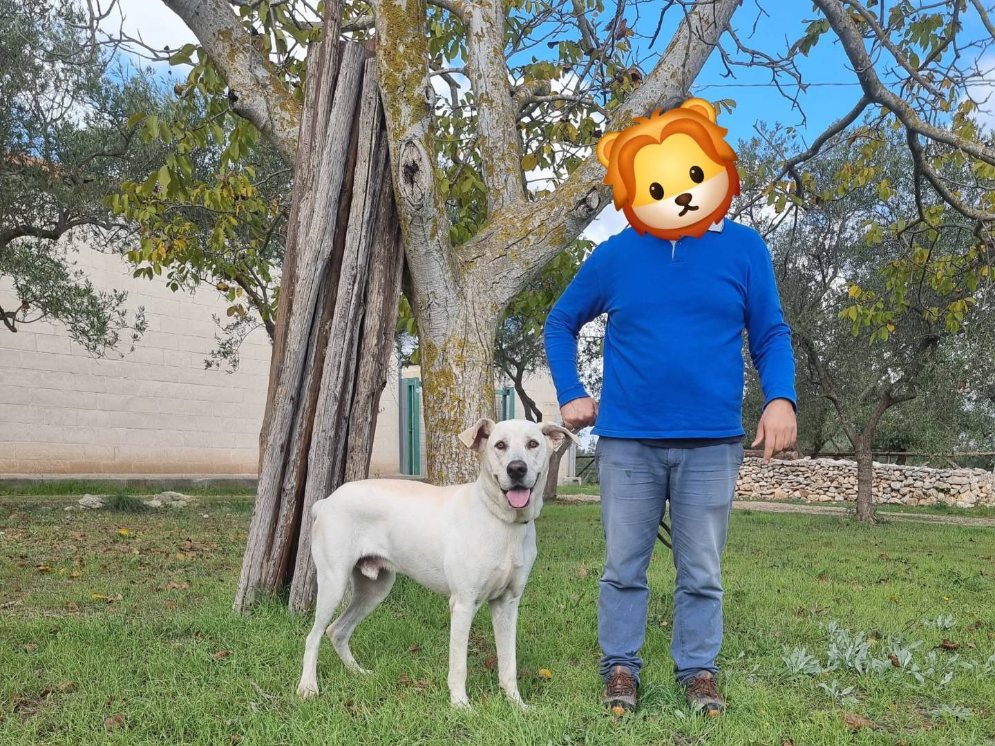 Adotta un cane, maschio, 3 anni  e 5 mesi , Bari