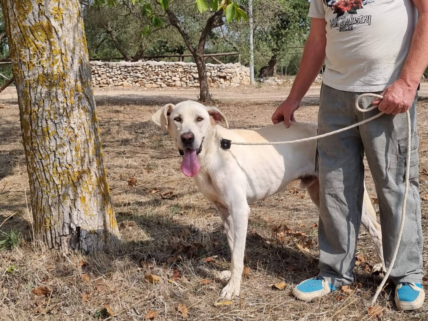 Adotta un cane, taglia gigante, maschio, Bari
