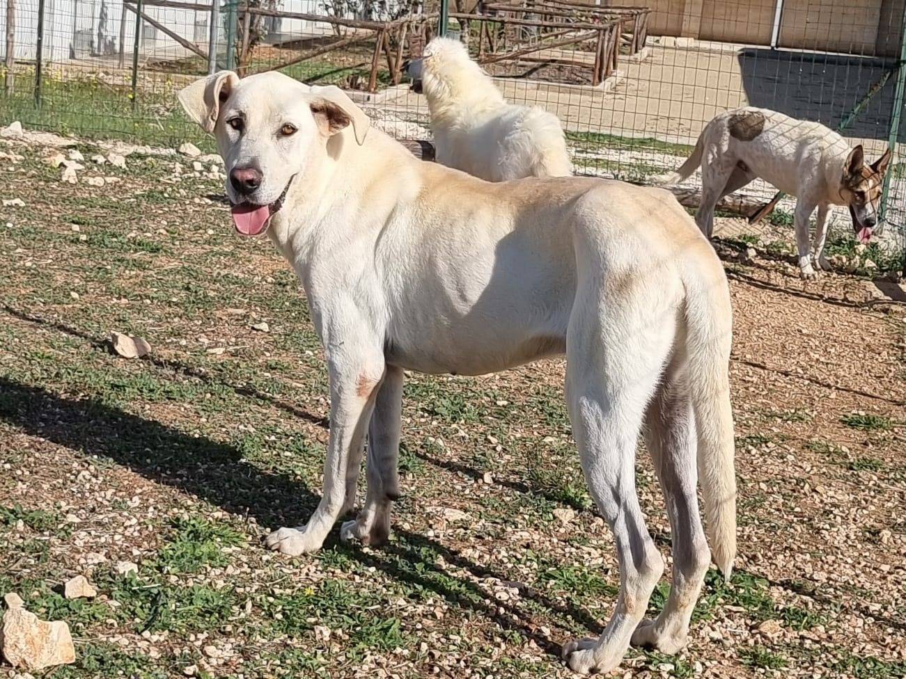 Vuoi adottare un cane a Bari?