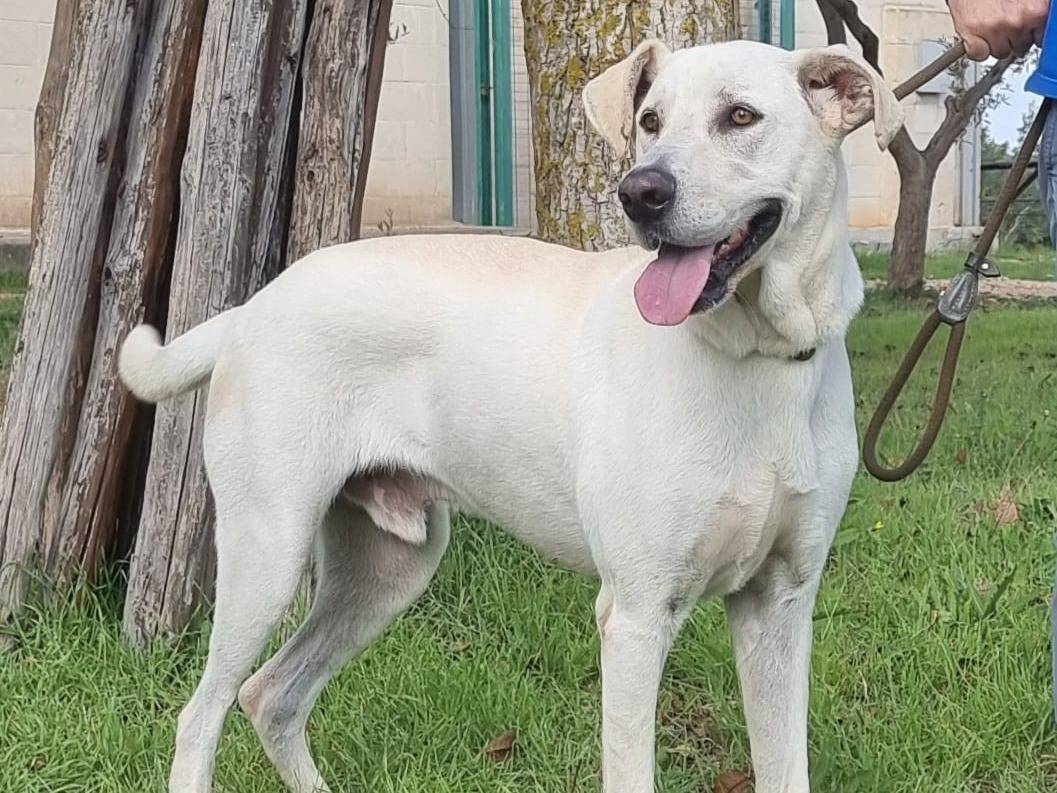 Adotta il cane Lemon a Bari