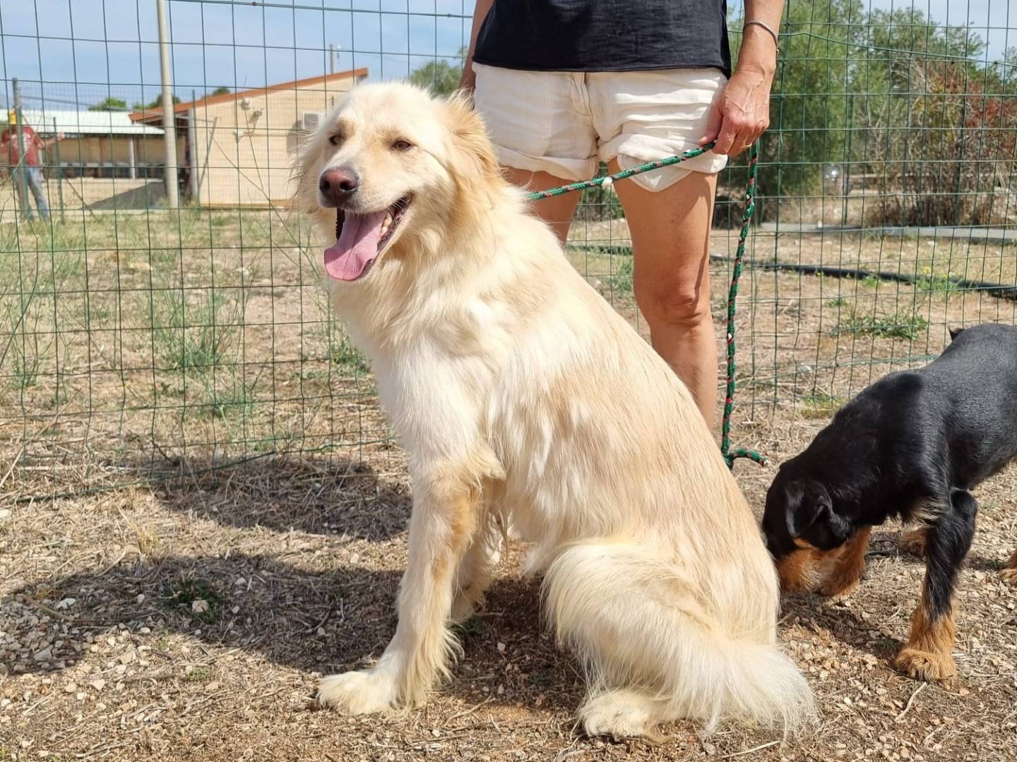 Adotta un cane, maschio, 2 anni  e 5 mesi , Bari