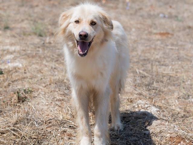 Adotta il cane RIKO a Bari