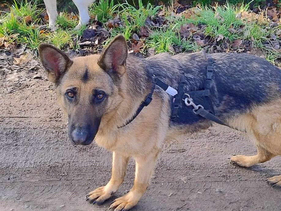 Adozione cane, femmina, Pastore tedesco Razza sconosciuta, 5 anni e 10 mesi, taglia media, Milano