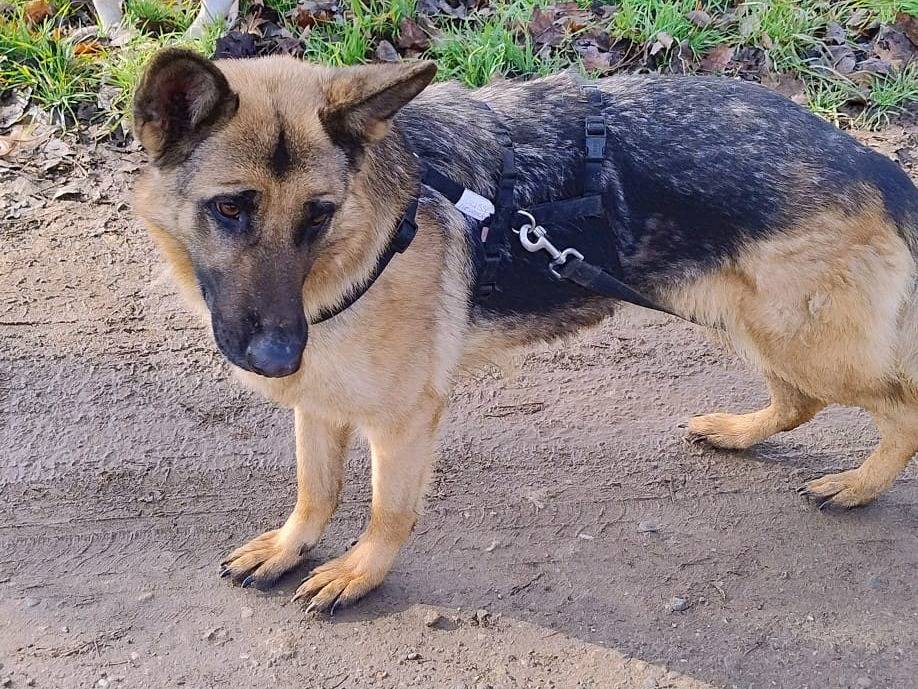 Vuoi adottare un cane a Milano?