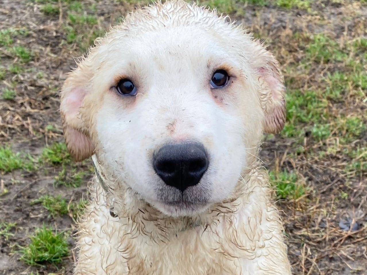 Foto dell'animale