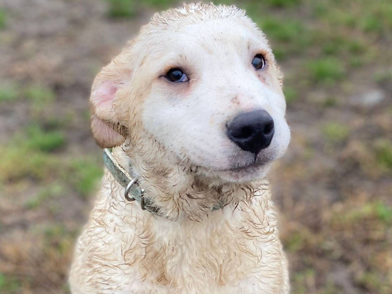 Adotta un cane, maschio, 6 mesi, Milano