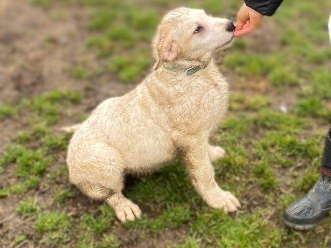 Adotta un cane, taglia media contenuta, maschio, Milano