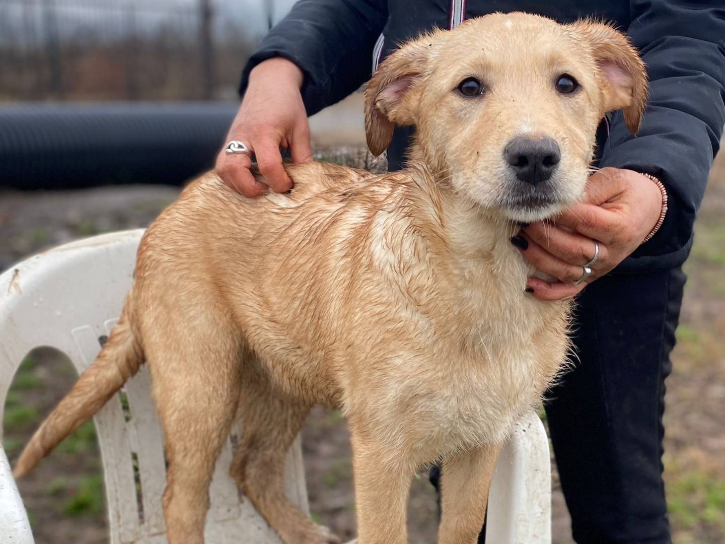 Adozione cane, femmina, Razza sconosciuta Razza sconosciuta, 1 anno e 9 mesi, taglia media contenuta, Milano