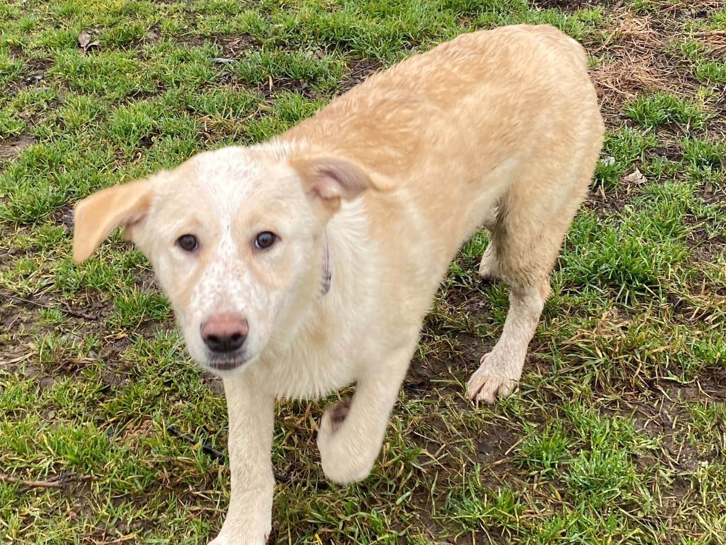Vuoi adottare un cane a Milano?