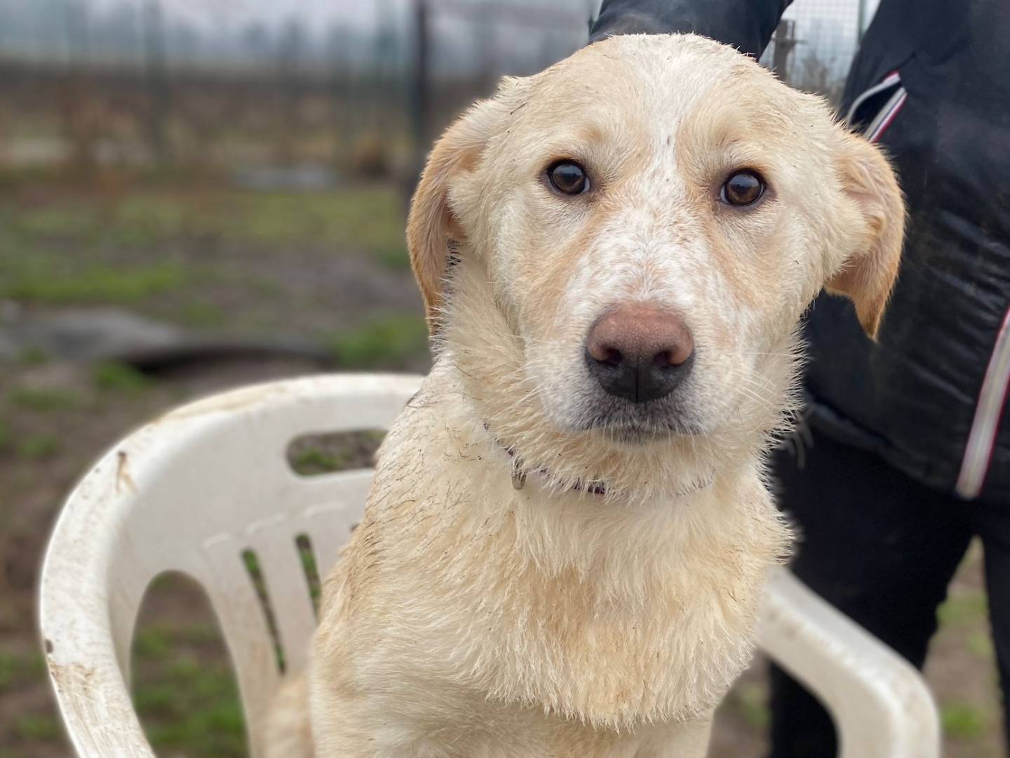 Adozione cane, femmina, Razza sconosciuta Razza sconosciuta, 1 anno e 9 mesi, taglia media contenuta, Milano