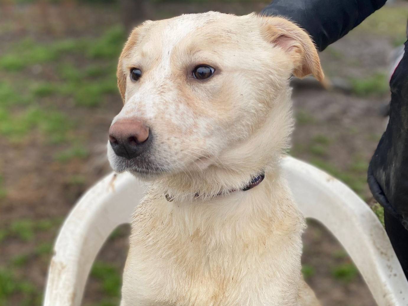 Adotta un cane, femmina, 1 anno e 9 mesi, Milano