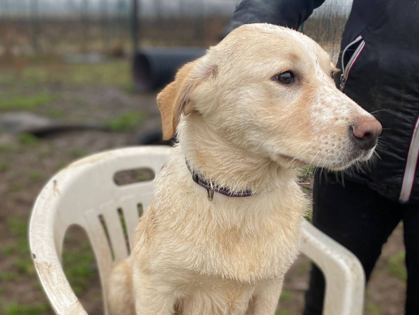 Adotta un cane, taglia media contenuta, femmina, Milano