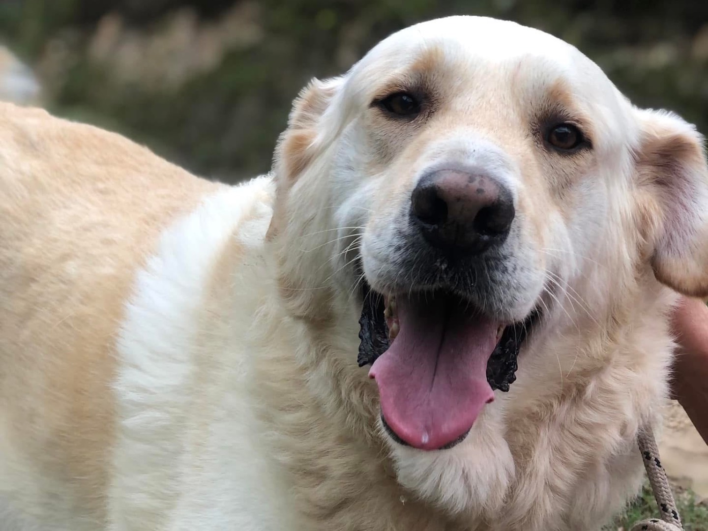 Adotta un cane, maschio, 7 anni  e 5 mesi , Latina