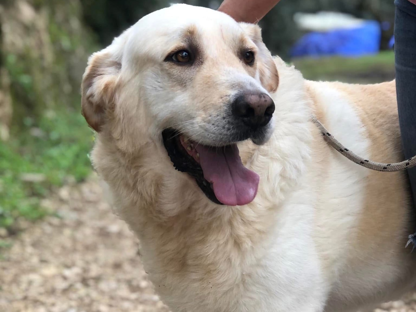 Adotta un cane, taglia gigante, maschio, Latina