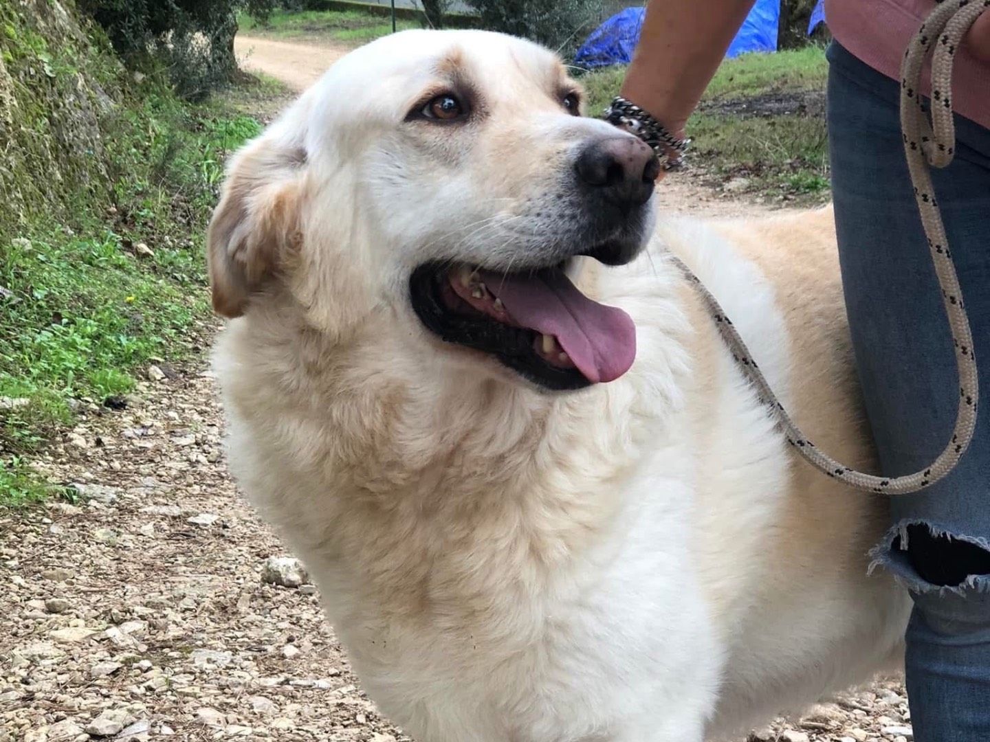 Vuoi adottare un cane a Latina?