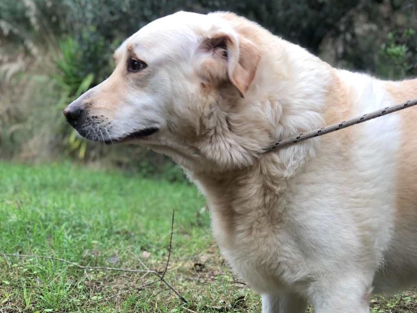 Adotta il cane Buddy a Latina