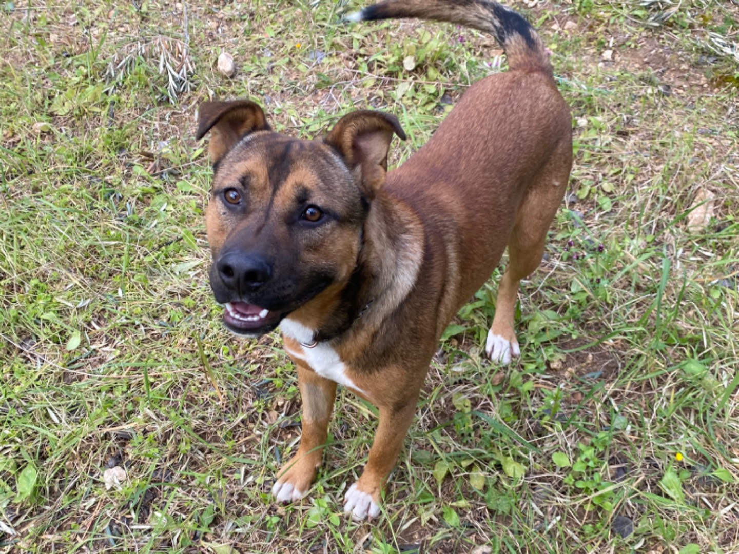 Adozione cane, maschio, Razza sconosciuta Razza sconosciuta, 2 anni  e 4 mesi , taglia media, Ragusa