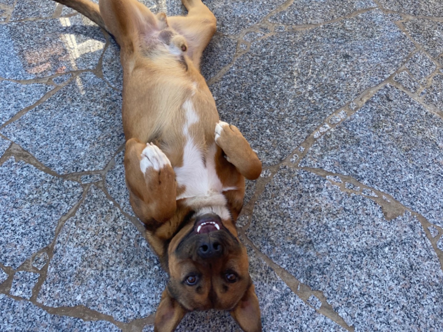 Adotta un cane, maschio, 2 anni  e 4 mesi , Ragusa