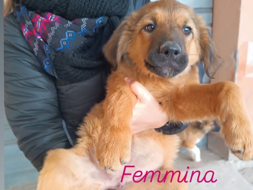 Foto dell'animale