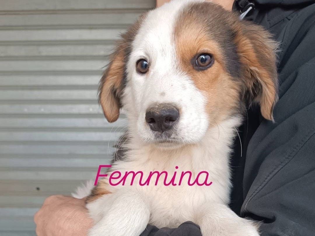 Foto dell'animale