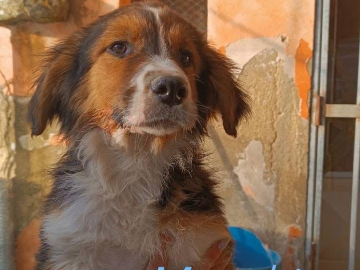 Foto dell'animale