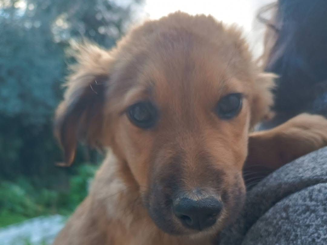 Foto dell'animale