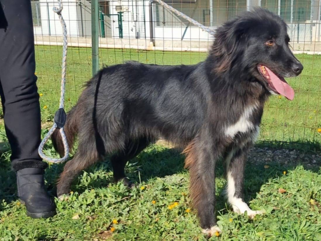 Vuoi adottare un cane a Bari?