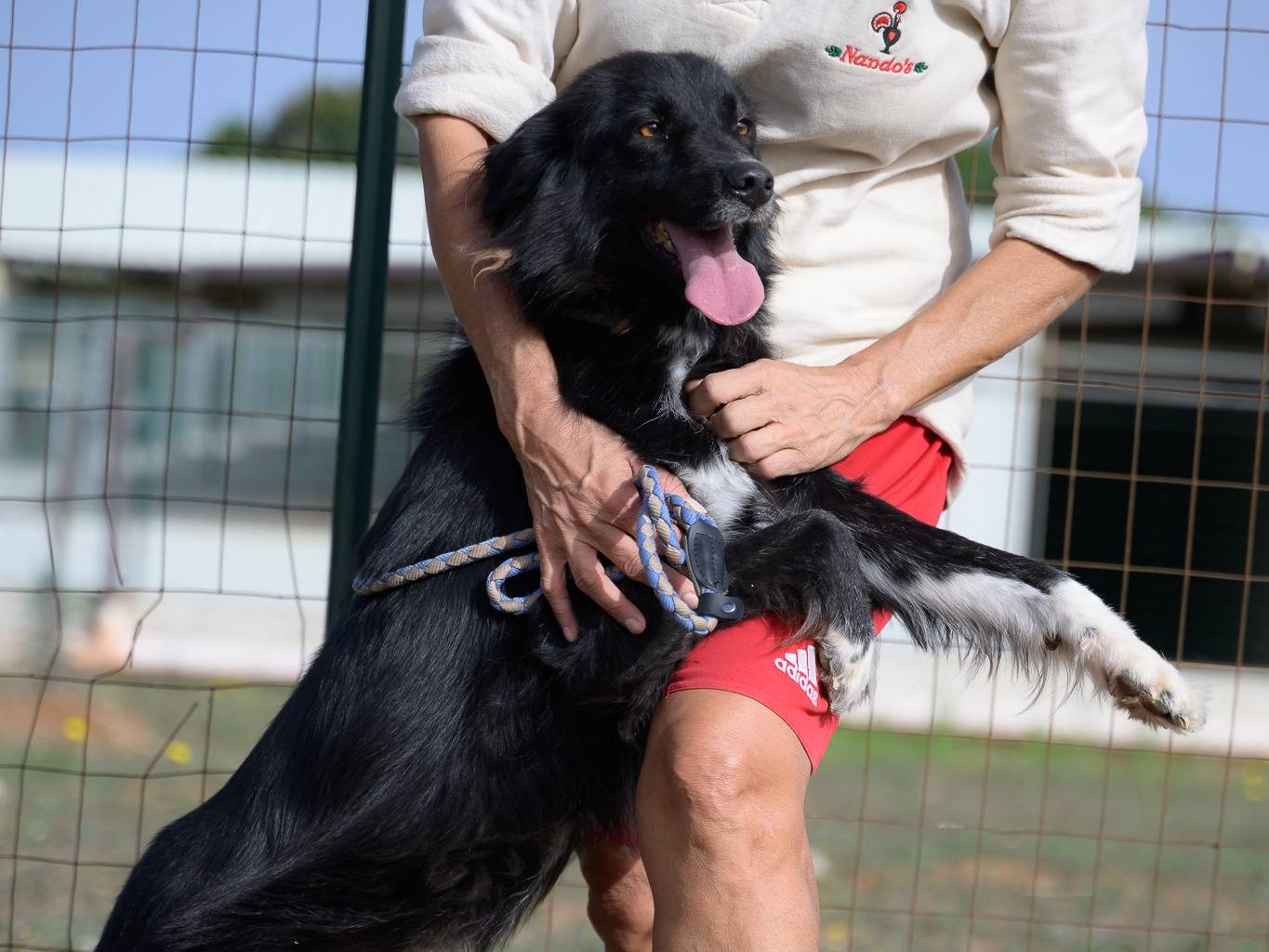 Adotta il cane Milly  a Bari