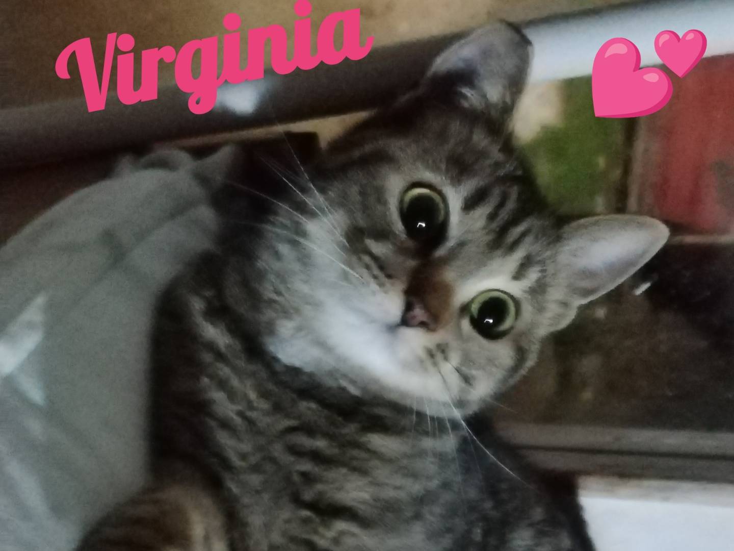 Adotta un gatto, taglia non valida, femmina, Parma