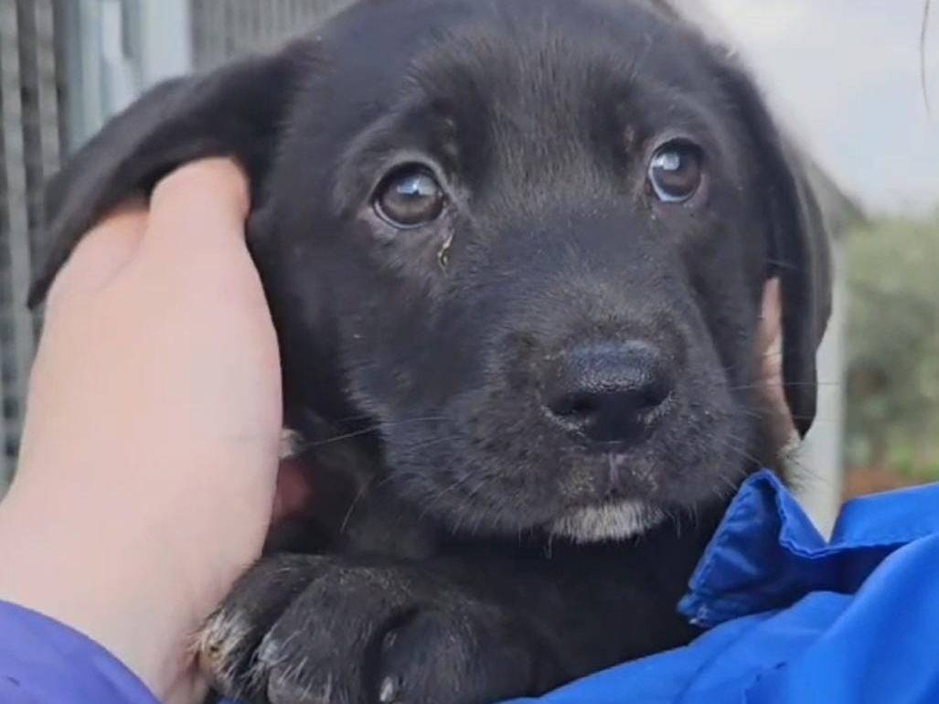 Adozione cane, femmina, Razza sconosciuta Razza sconosciuta, 10 mesi, taglia media, Trapani