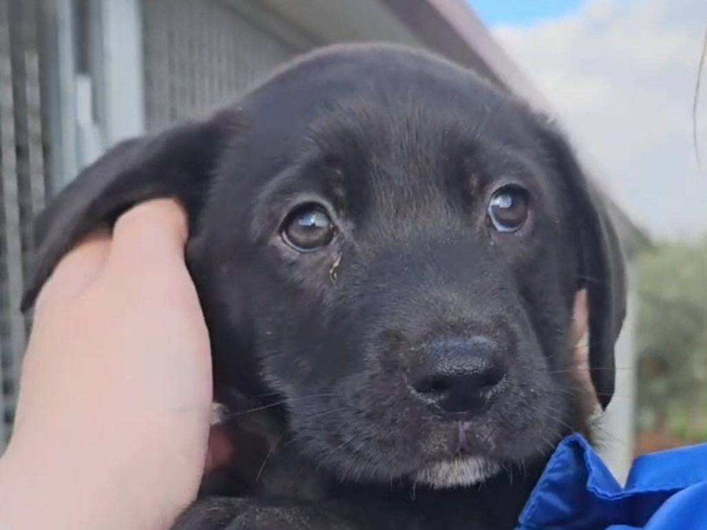 Adotta un cane, femmina, 10 mesi, Trapani