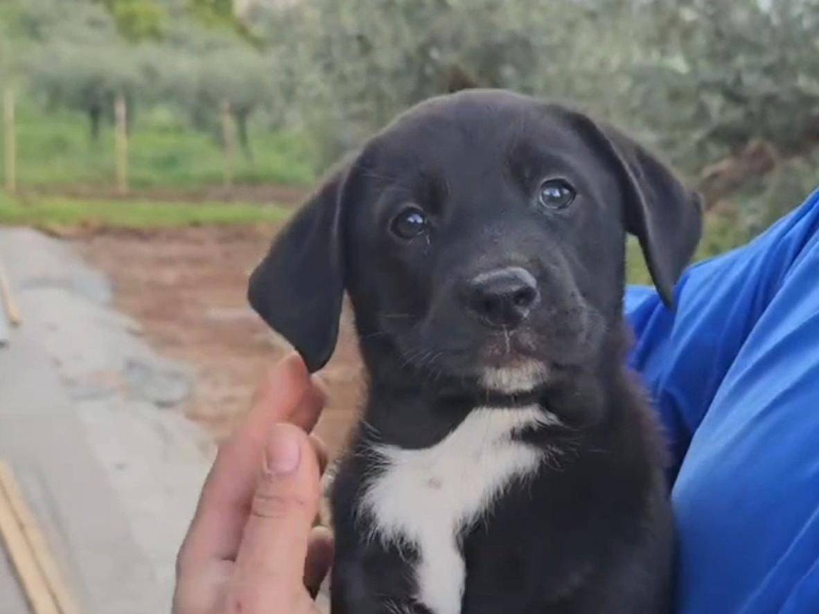 Adotta un cane, taglia media, femmina, Trapani