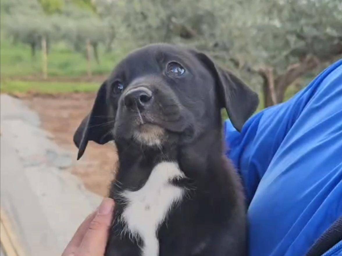 Vuoi adottare un cane a Trapani?