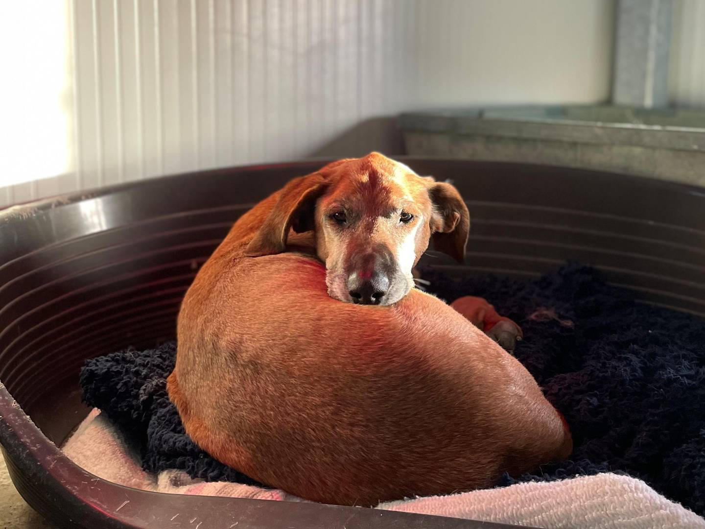 Adotta un cane, maschio, 11 anni  e 5 mesi , Chieti
