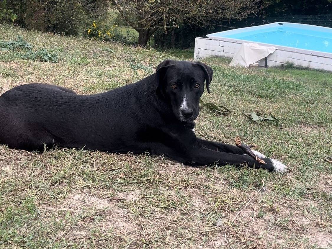 Adotta un cane, femmina, 1 anno e 9 mesi , Alessandria