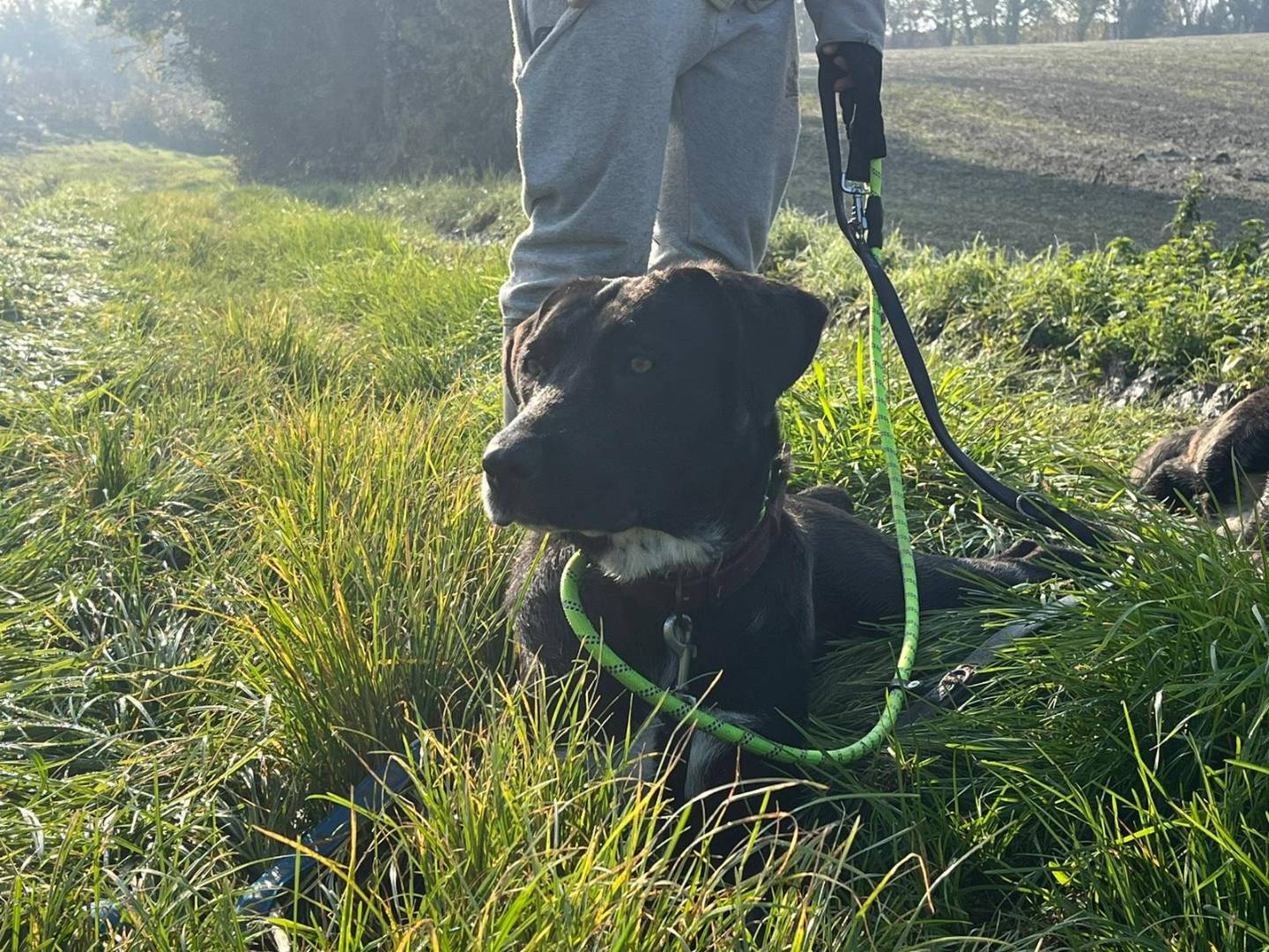Adotta un cane, taglia grande, femmina, Alessandria