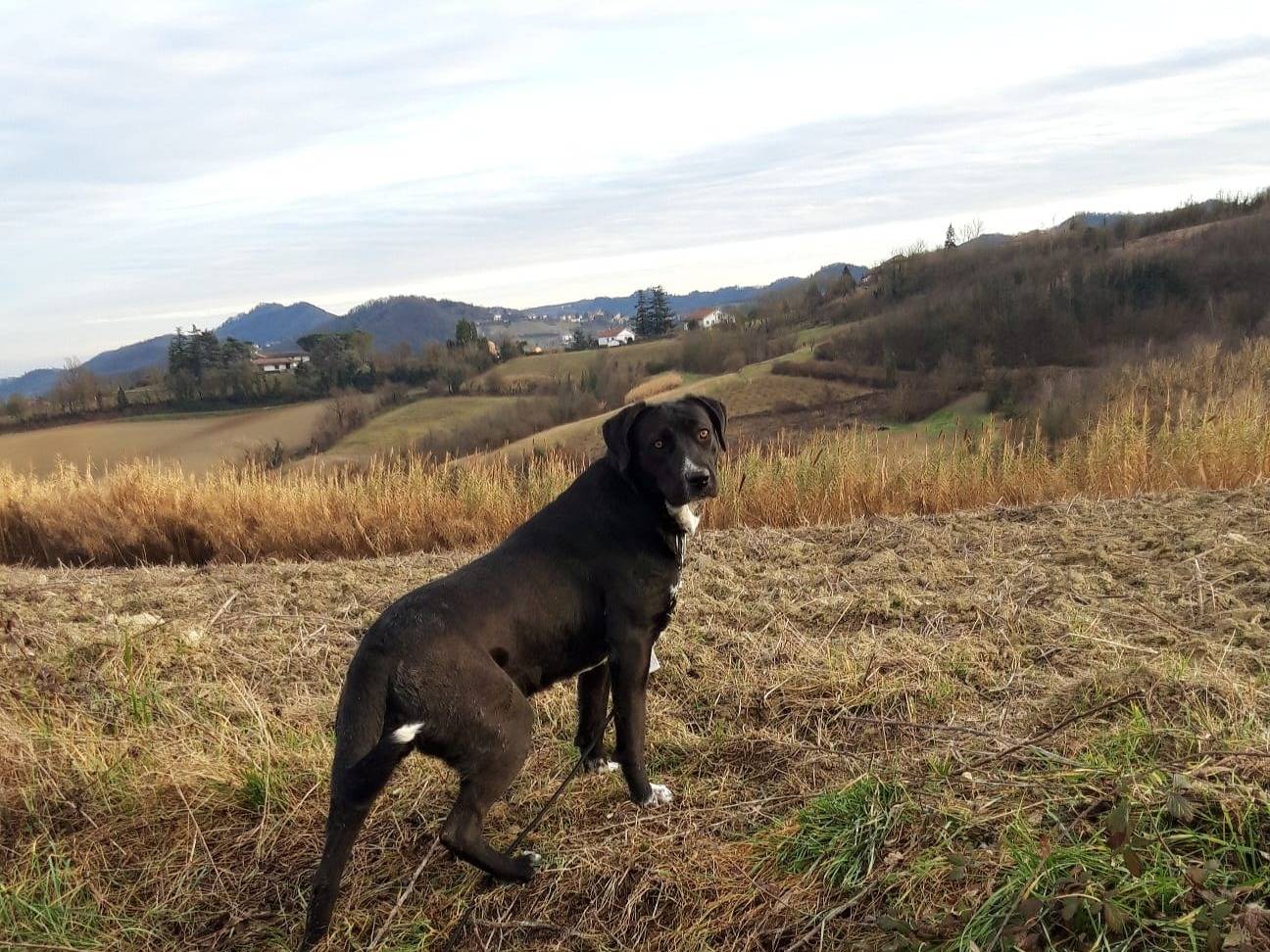 Vuoi adottare un cane a Alessandria?