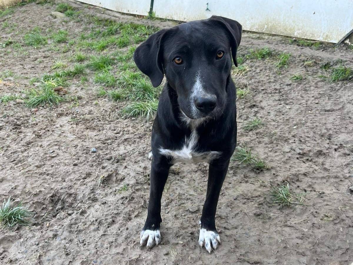 Adotta il cane Noa a Alessandria