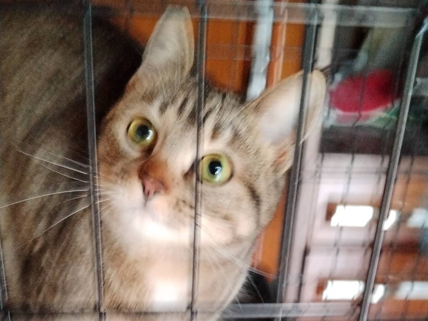 Adotta il gatto Virginia  a Parma