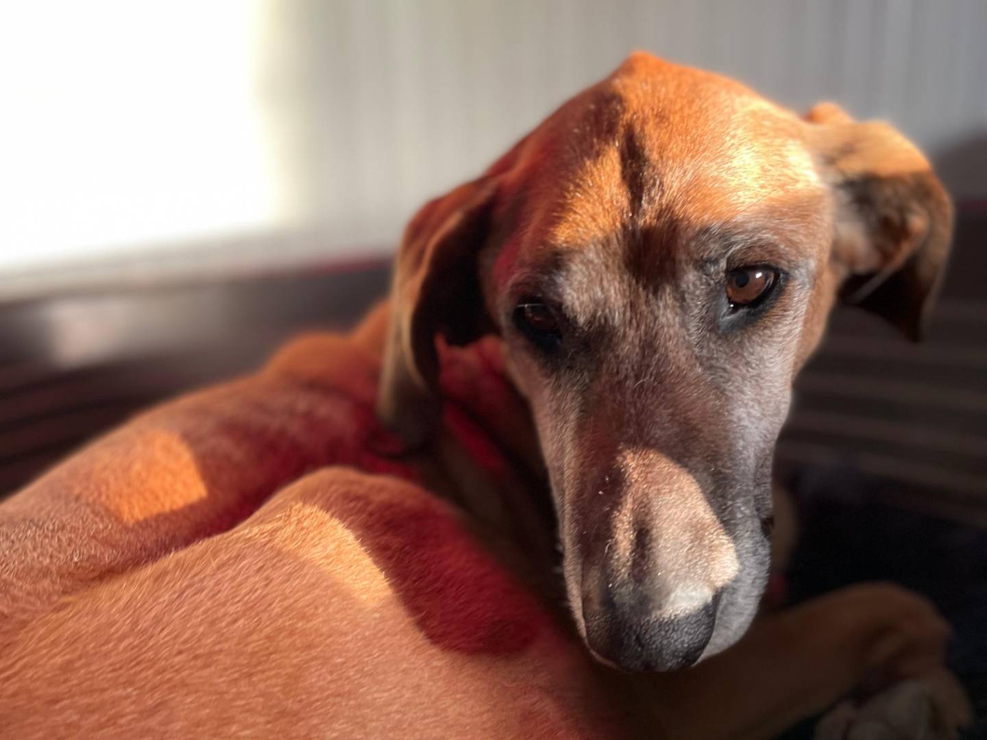 Adozione cane, maschio, Razza sconosciuta Razza sconosciuta, 13 anni e 2 mesi, taglia media, Chieti