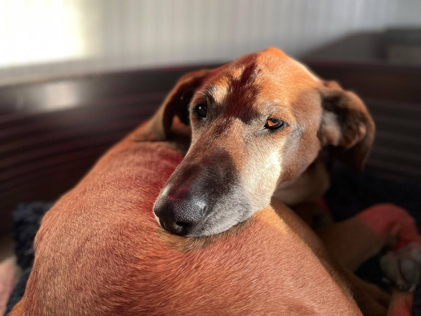 Adotta un cane, maschio, 13 anni e 2 mesi, Chieti