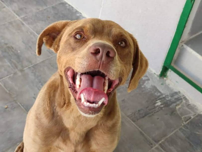 Adotta un cane, maschio, 6 anni  e 1 mese, Caserta