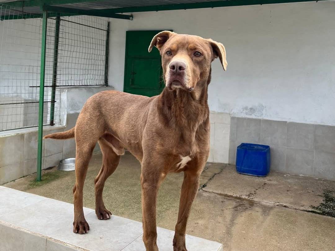 Adotta un cane, taglia grande, maschio, Caserta
