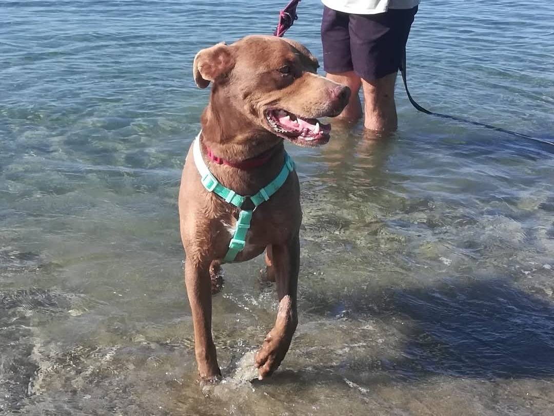Vuoi adottare un cane a Caserta?