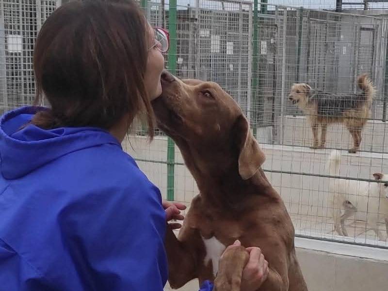 Adotta il cane Garibaldi  a Caserta